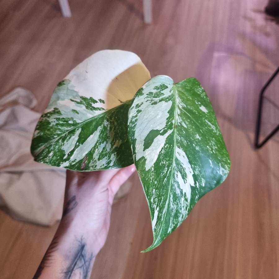 Monstera deliciosa varie