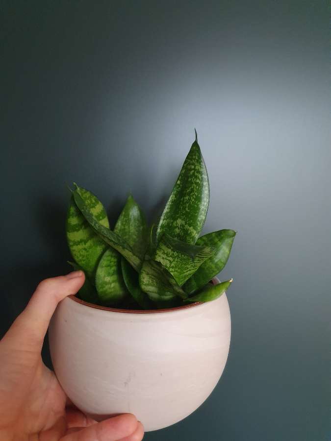 Sanseveria Green Hahnii 2