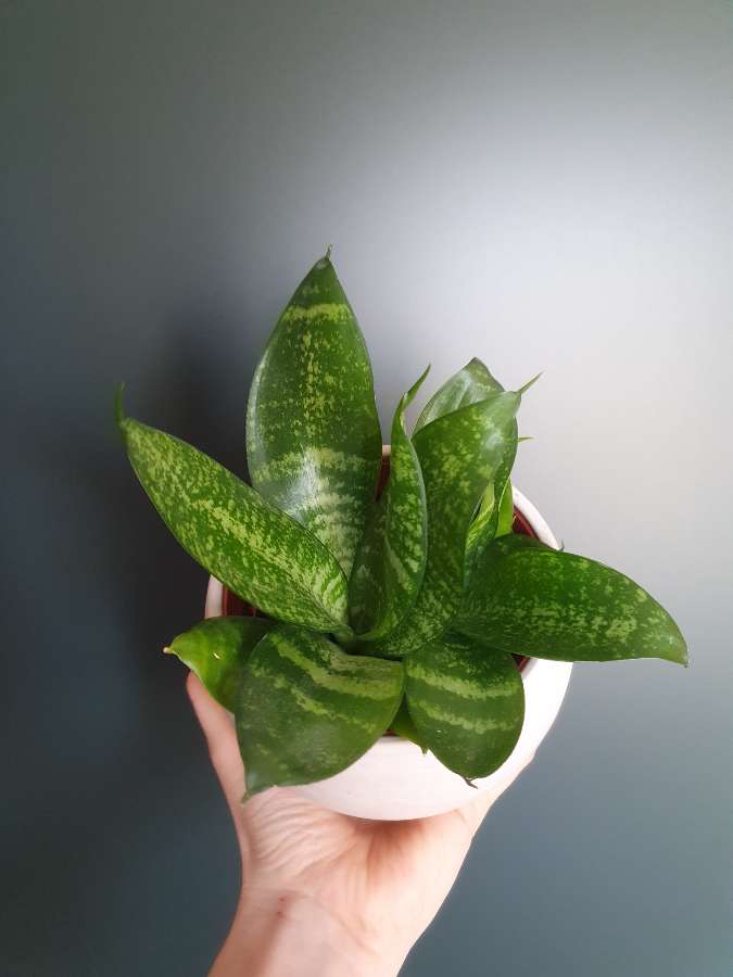 Sanseveria Green Hahnii 3