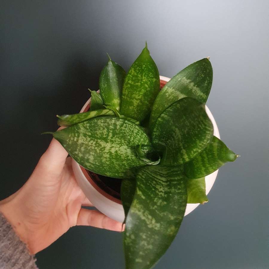 Sanseveria Green Hahnii