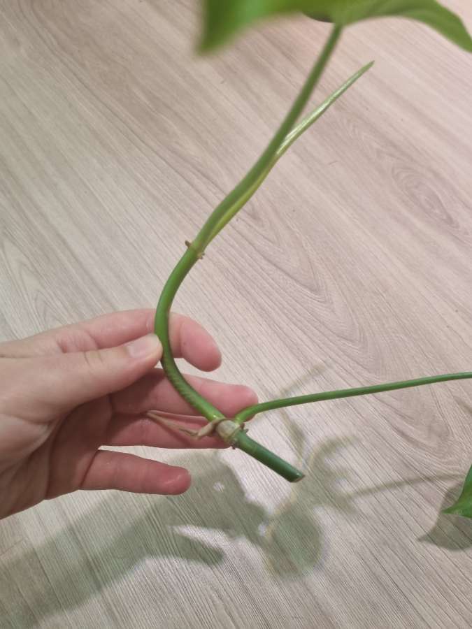Philodendron glad hands 2