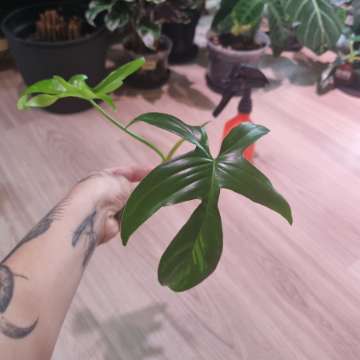 Philodendron glad hands