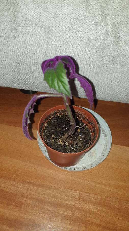 Gynura aurantiaca- ginura pomarańczowa
 5