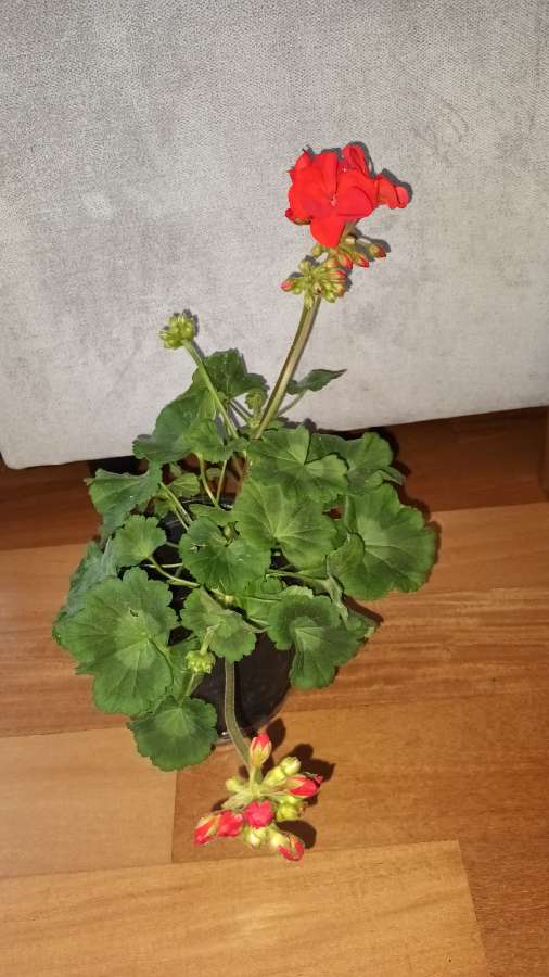 Pelargonia duża kwitnie na czerwono  2
