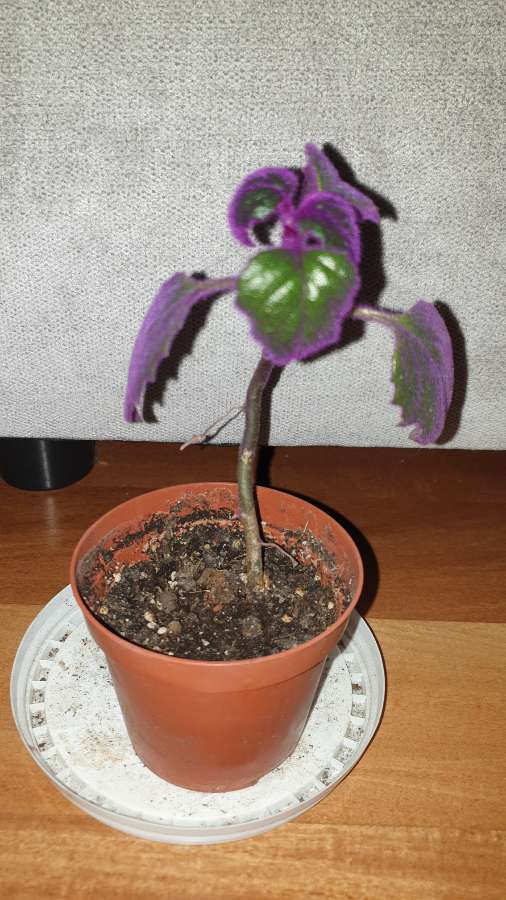 Gynura aurantiaca- ginura pomarańczowa
 2