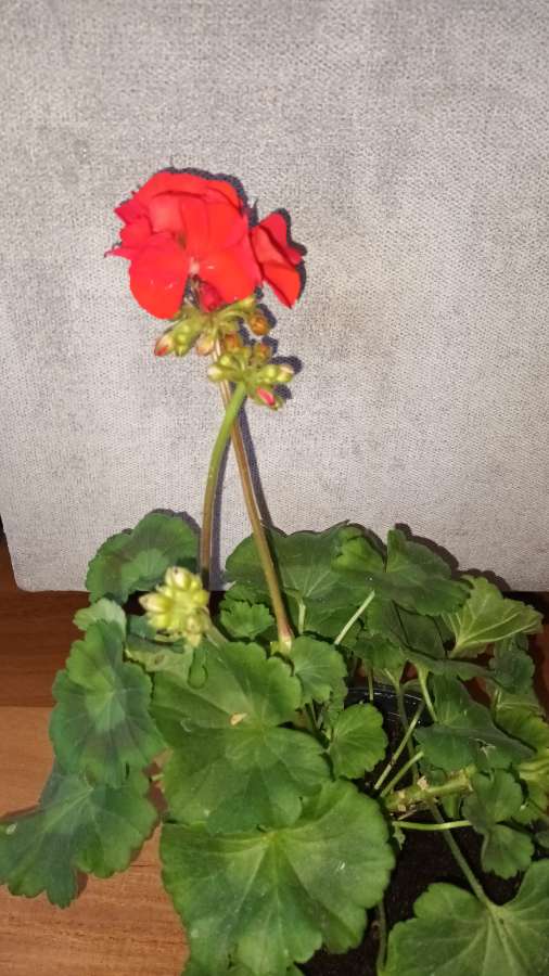 Pelargonia duża kwitnie na czerwono  5