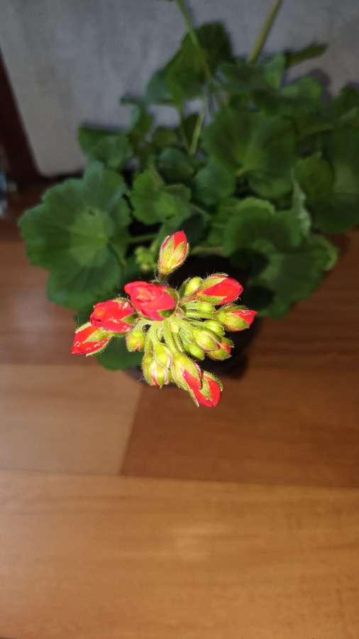 Pelargonia duża kwitnie na czerwono  4