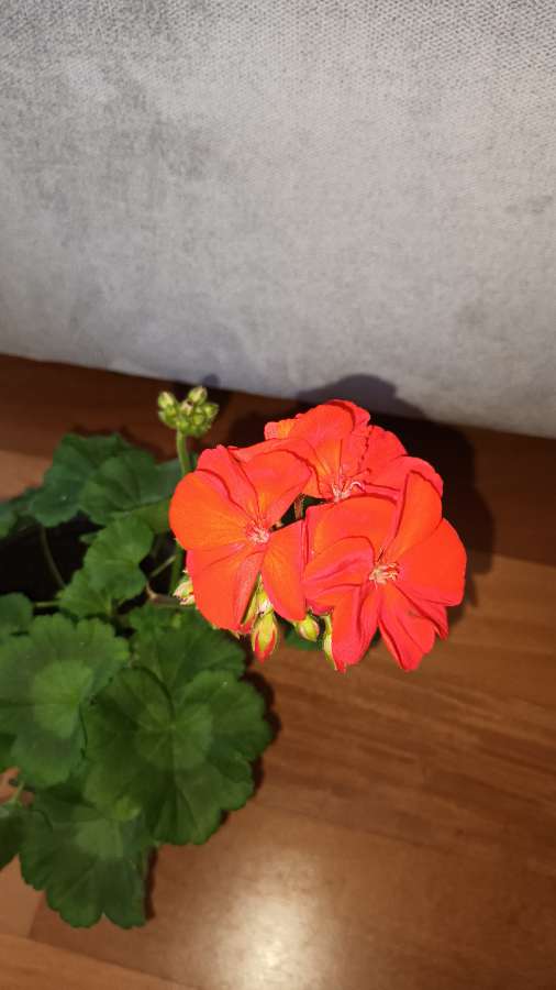 Pelargonia duża kwitnie na czerwono  3