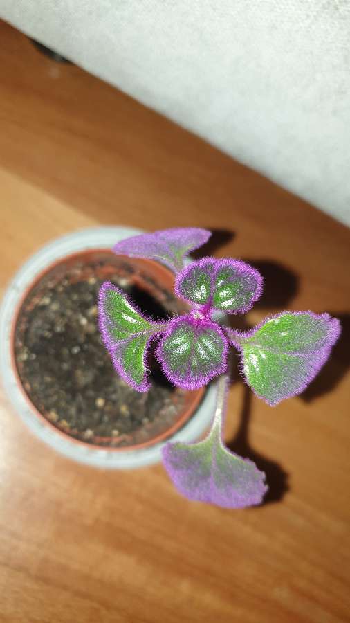 Gynura aurantiaca- ginura pomarańczowa
 4