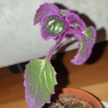 Gynura aurantiaca- ginura pomarańczowa
