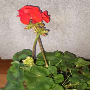 Pelargonia duża kwitnie na czerwono 
