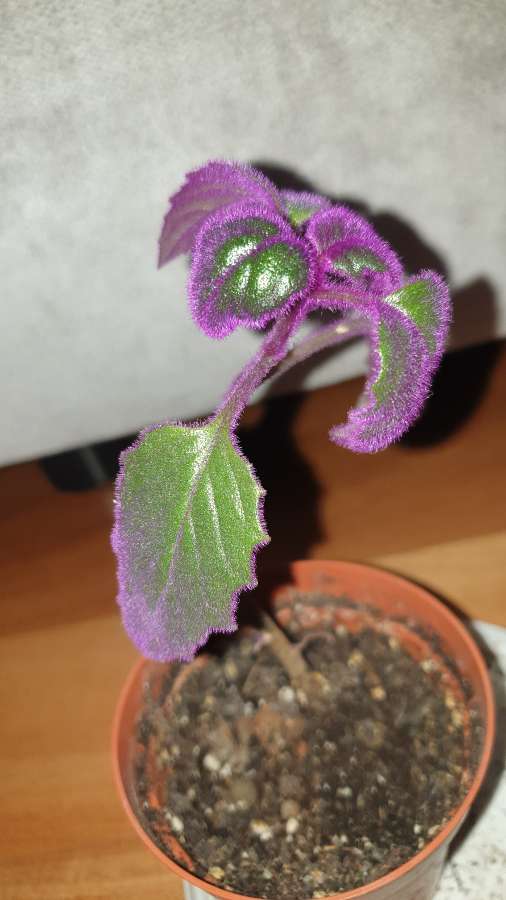 Gynura aurantiaca- ginura pomarańczowa
 3