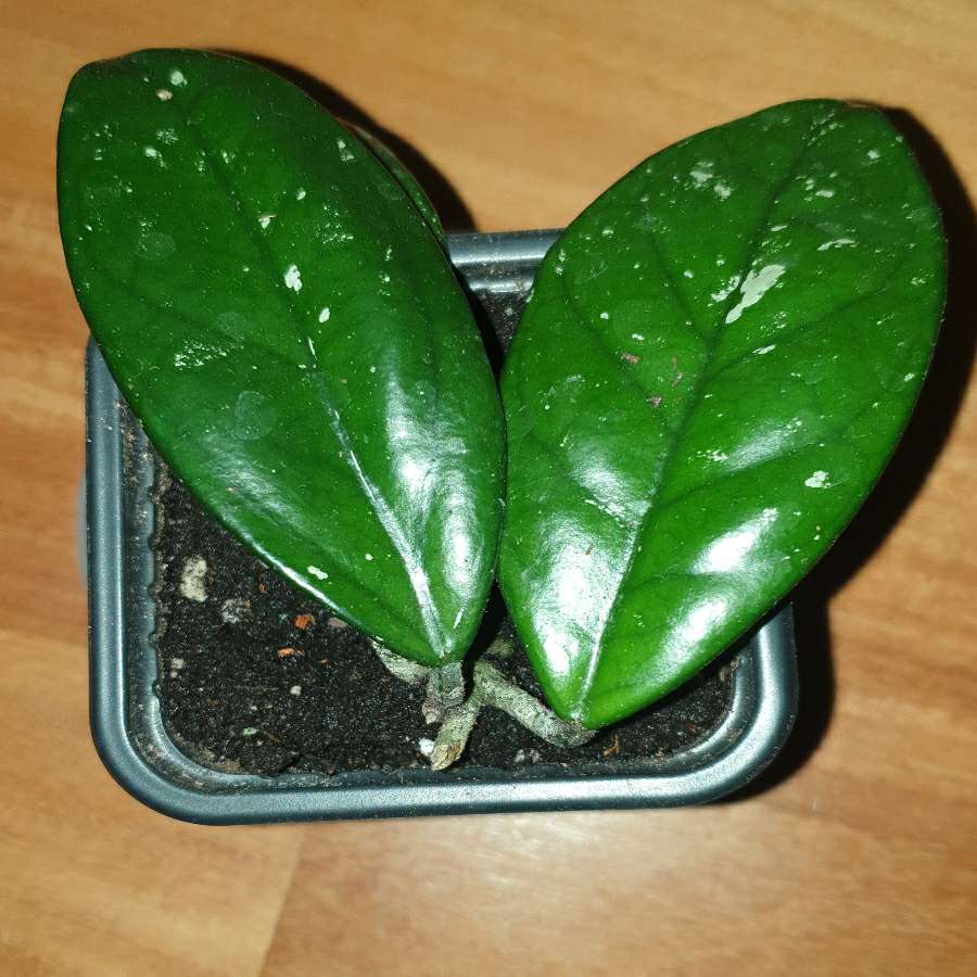Hoya, hoja 