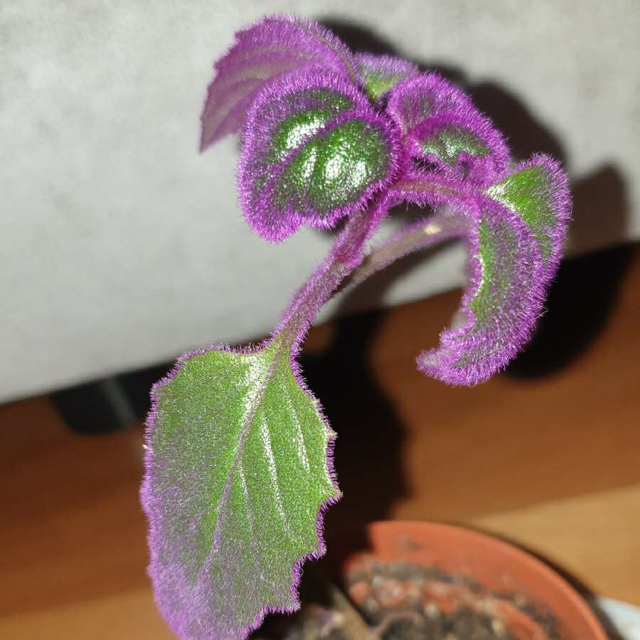 Gynura aurantiaca- ginura pomarańczowa
