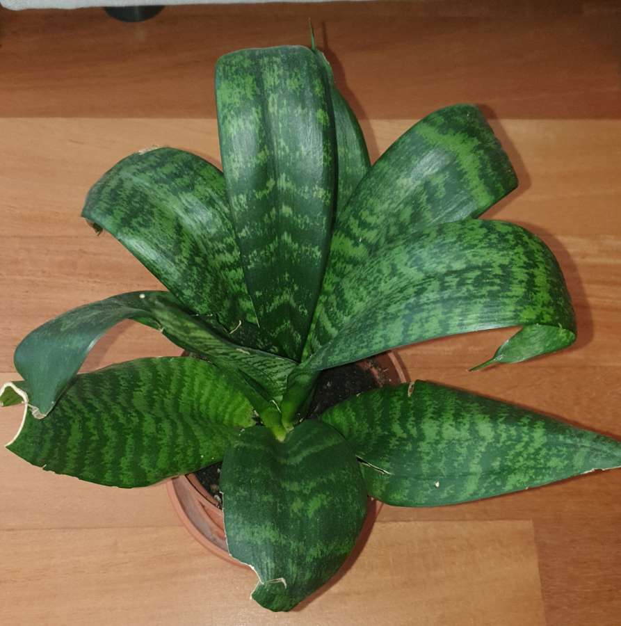 Sansewieria  wysokość 27cm 3
