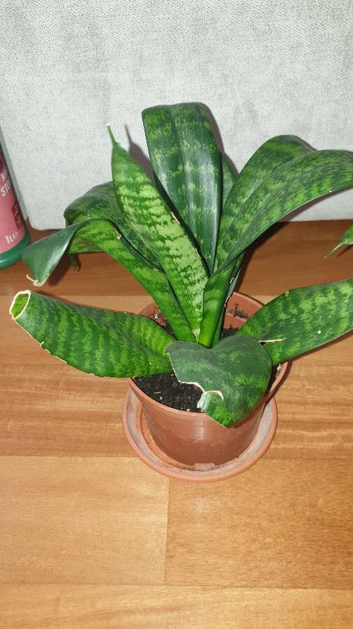 Sansewieria  wysokość 27cm 4