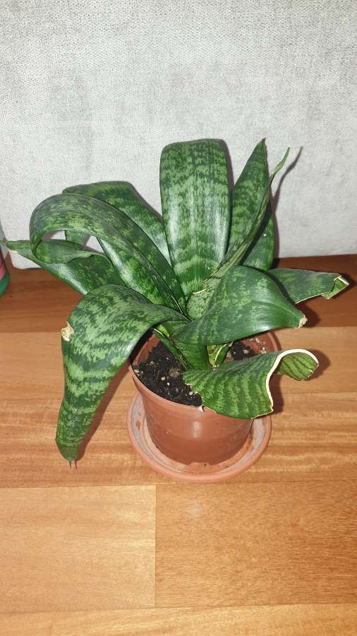 Sansewieria  wysokość 27cm 5