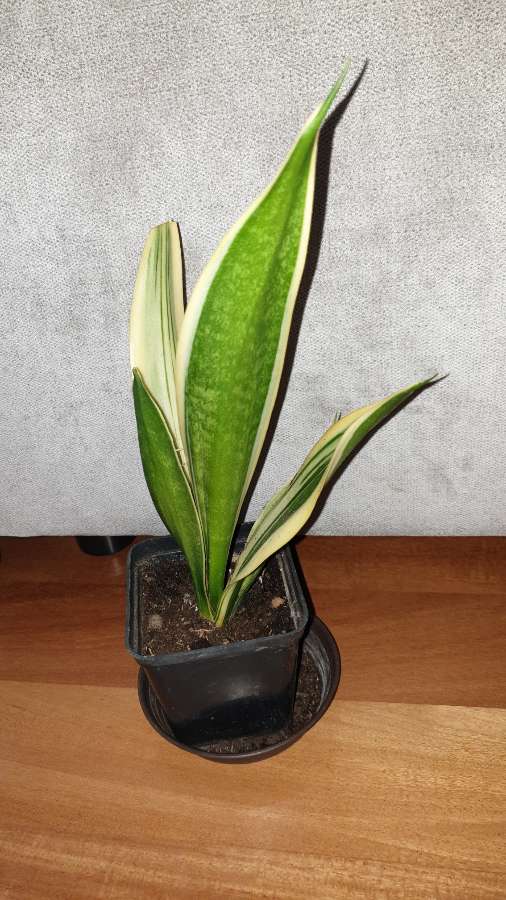 Sansewieria nr 3 3