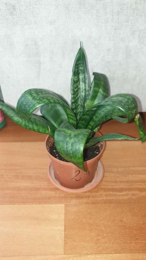 Sansewieria  wysokość 27cm 2