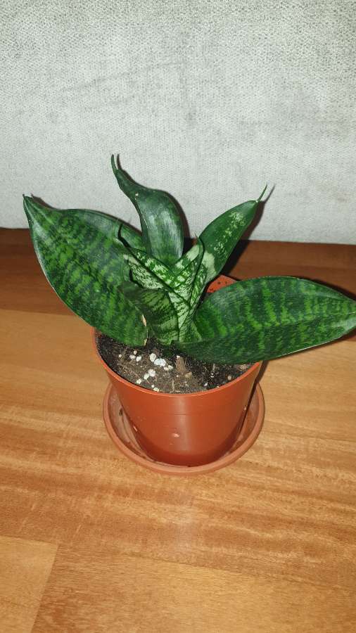 Sansewieria  niska  2
