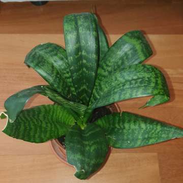 Sansewieria  wysokość 27cm