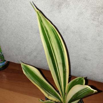 Sansewieria nr 3