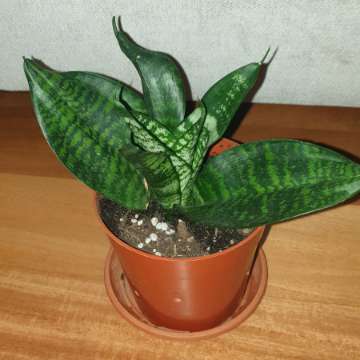 Sansewieria  niska 