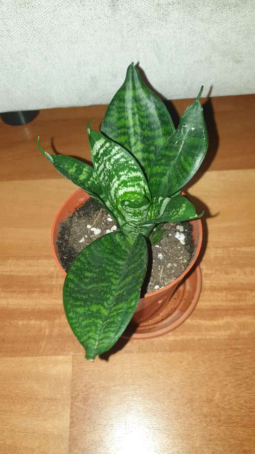 Sansewieria  niska  3