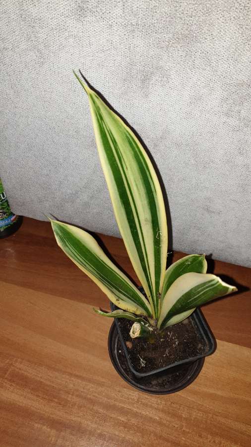 Sansewieria nr 3 4