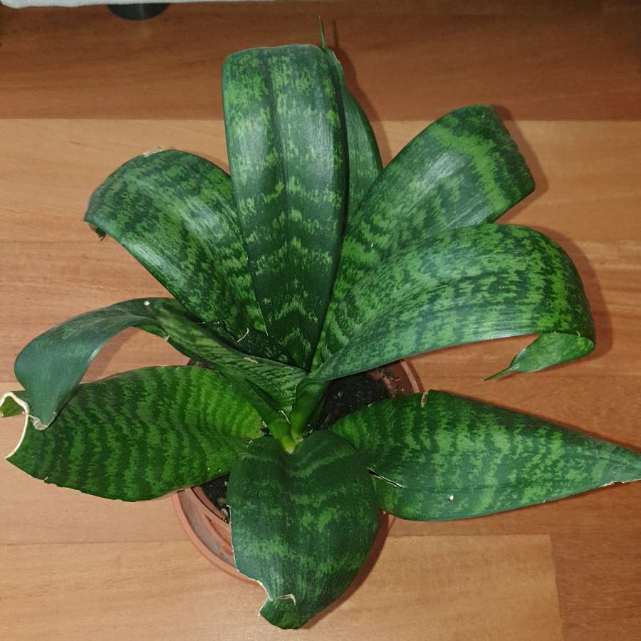 Sansewieria  wysokość 27cm