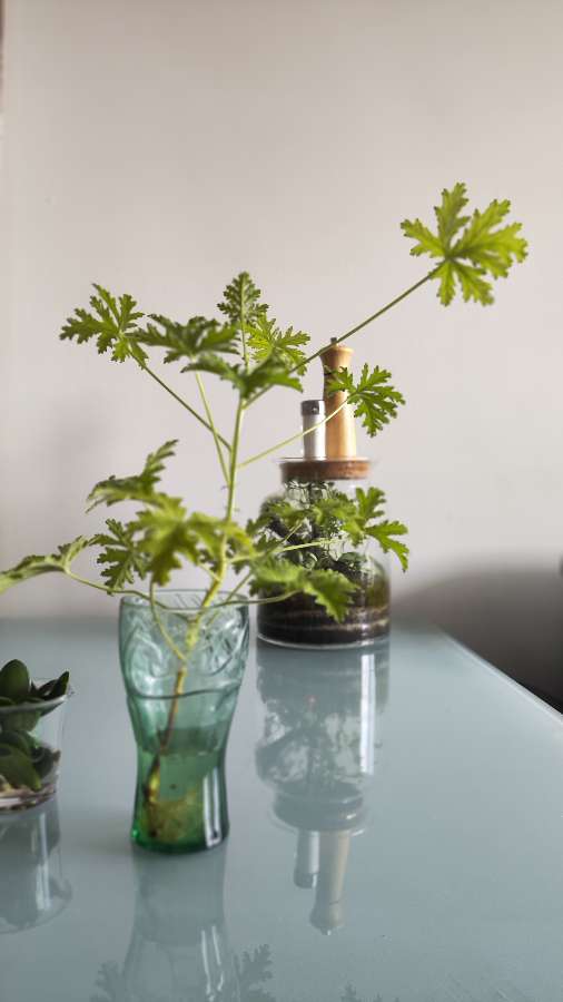 Geranium, anginka 2