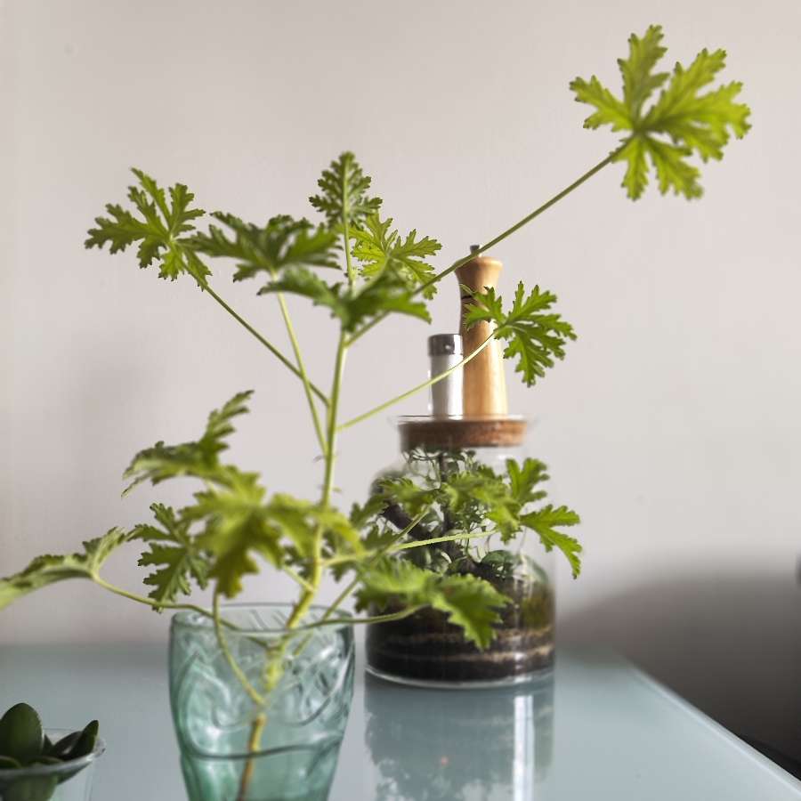 Geranium, anginka