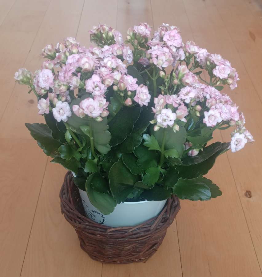 Spore kalanchoe różowe 2