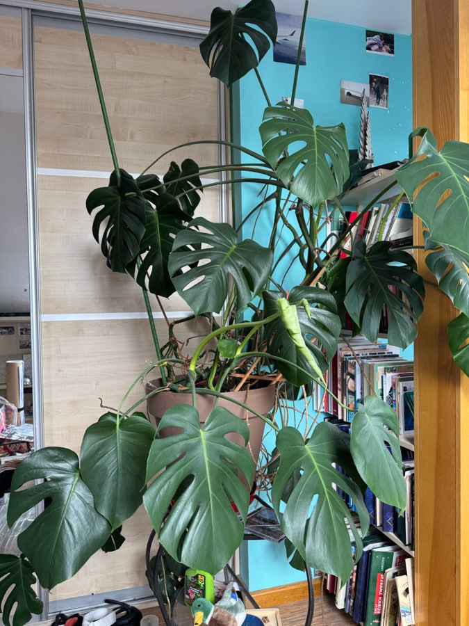 Monstera 3
