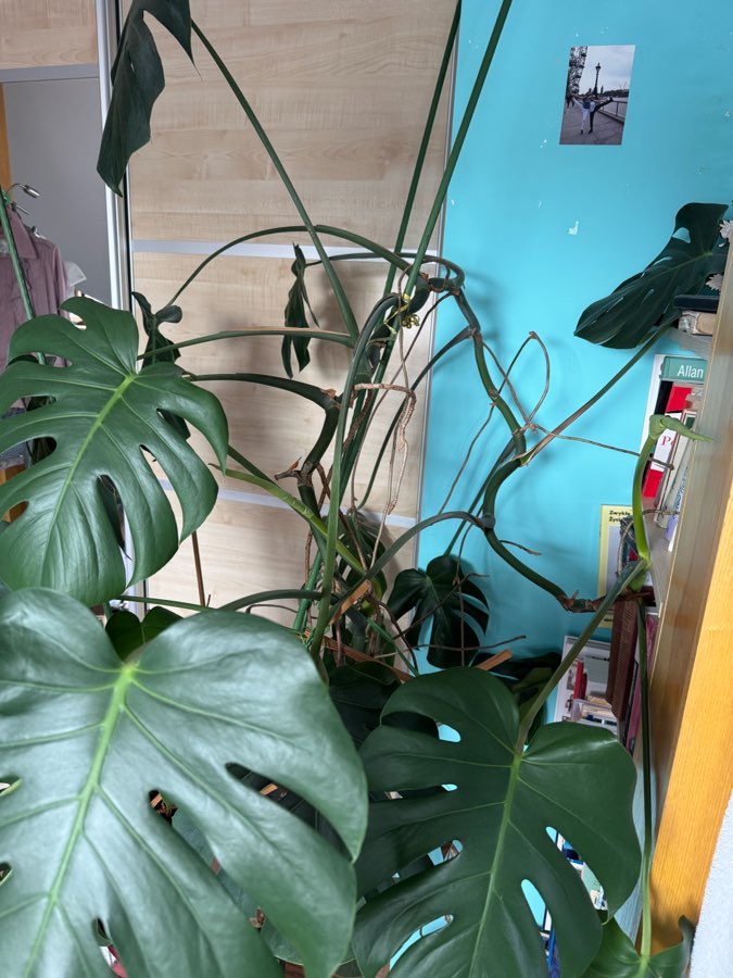 Monstera 4