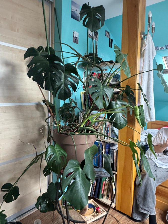 Monstera 2
