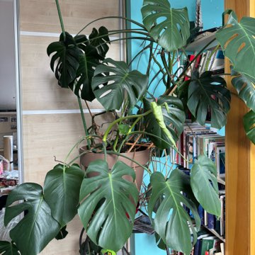 Monstera