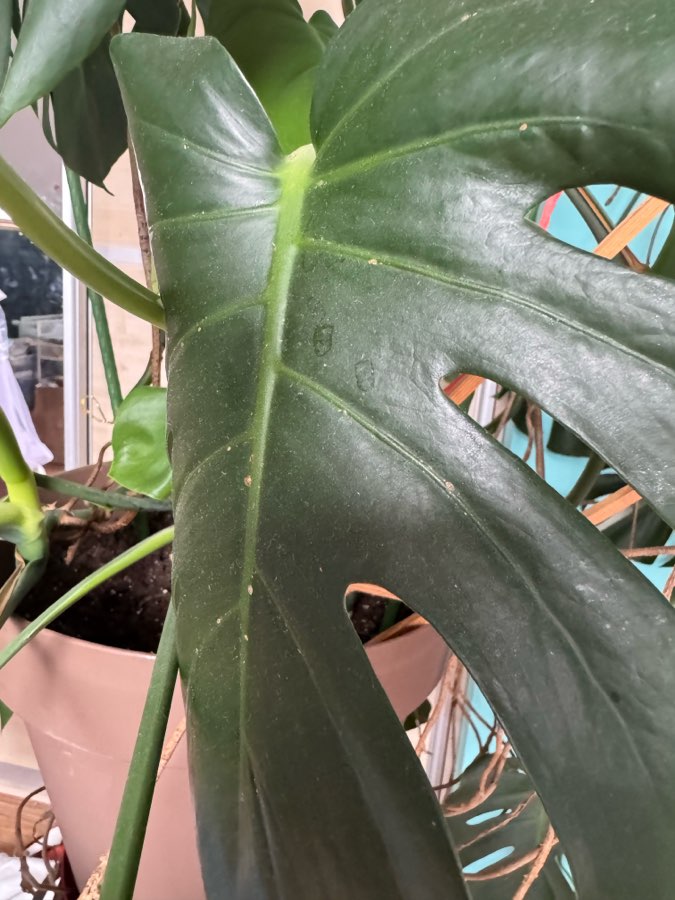 Monstera 5
