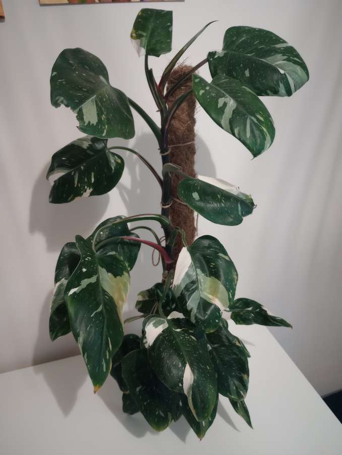 Filodendron white princess 3