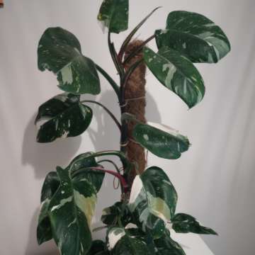 Filodendron white princess