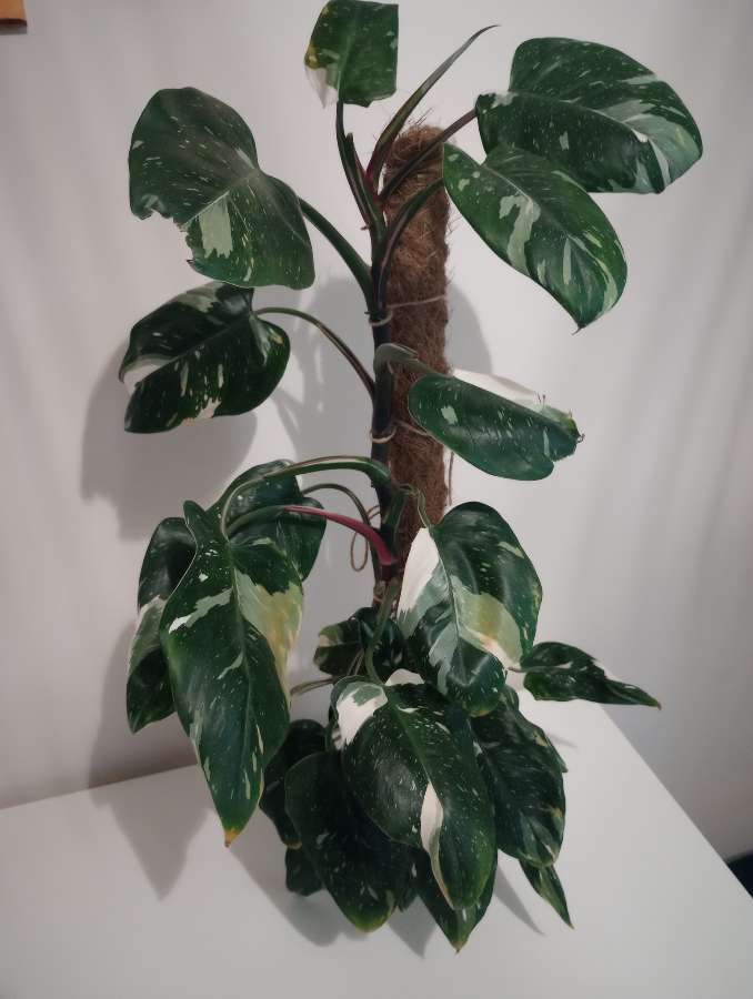 Filodendron white princess 2