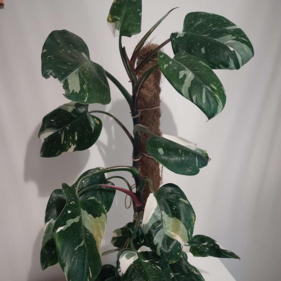 Filodendron white princess