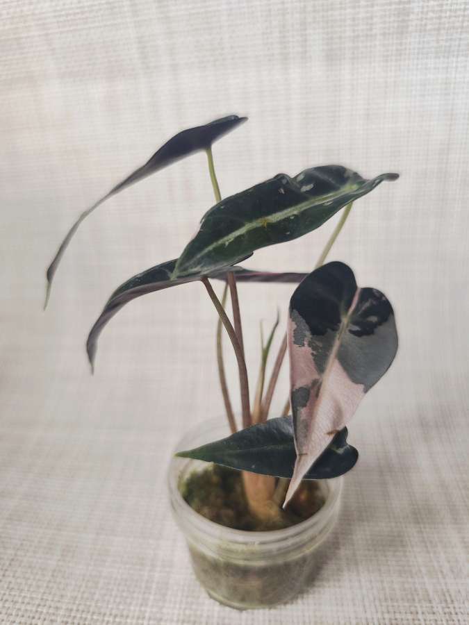 Alokazja Bambino Pink Variegata 2