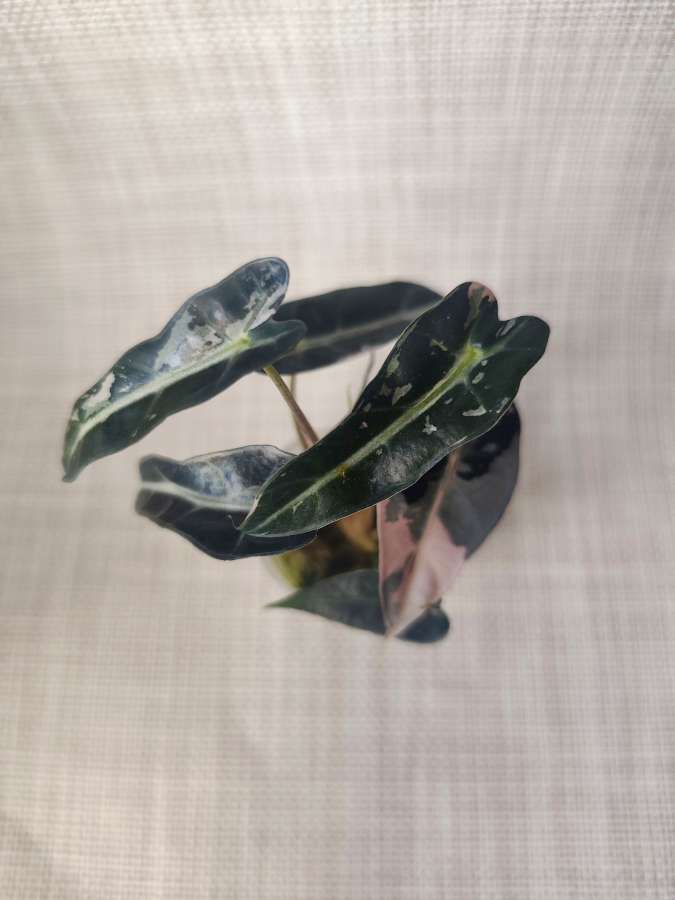 Alokazja Bambino Pink Variegata 3