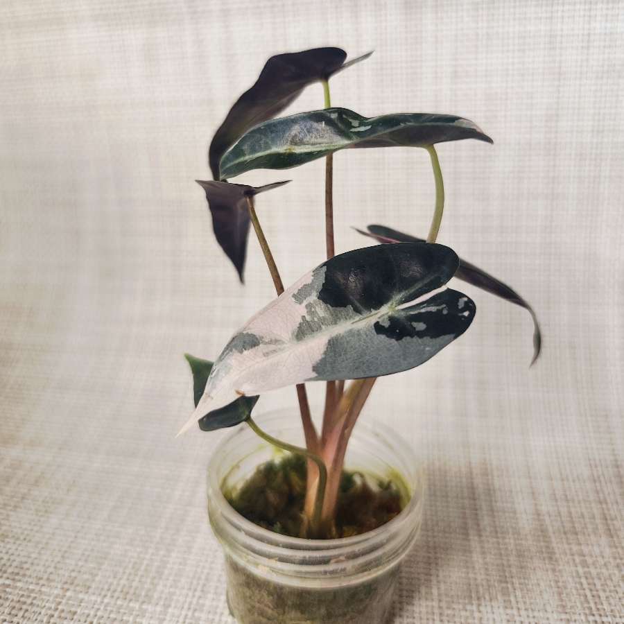 Alokazja Bambino Pink Variegata