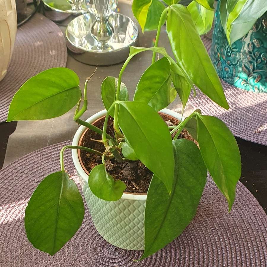 Epipremnum pinnatum green form