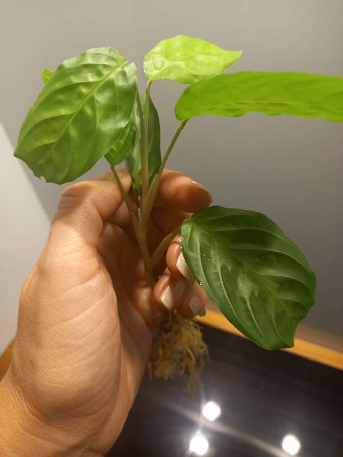 Maranta noid 2