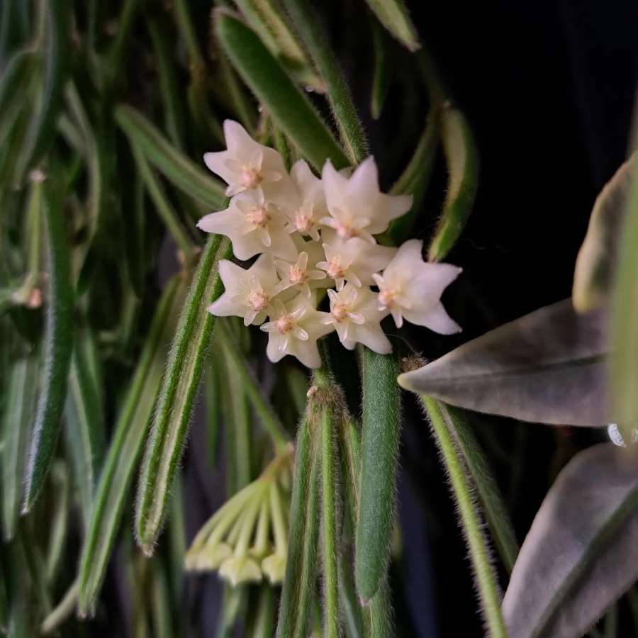 Hoya linearis 2