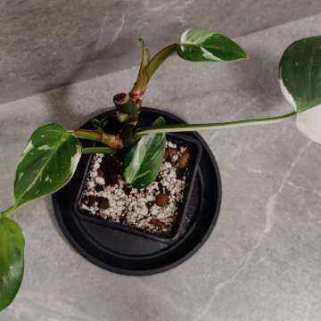 Philodendron White Princess