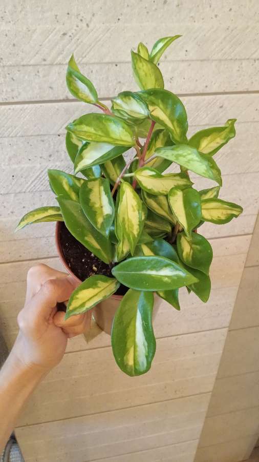 Hoya tricolor 2